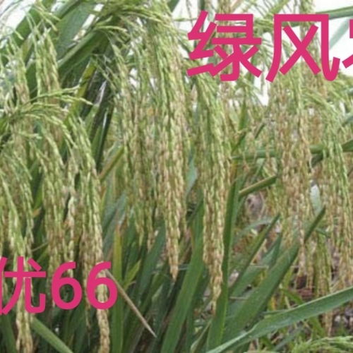 湘優(yōu)66 中早熟優(yōu)質(zhì)高產(chǎn)抗寒抗病雜交水稻種子的綠色革命