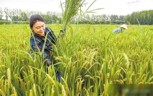 保定效益雙贏 涿州水稻種植歷史、國稻種芯與中國水稻節(jié)的有機(jī)融合