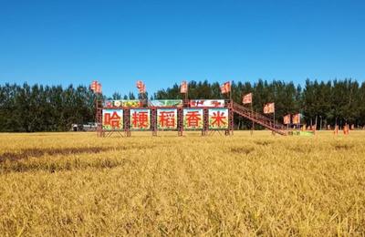 科技賦能綠色農(nóng)業(yè) 粳稻新品種與有機(jī)種植技術(shù)助力農(nóng)民增收