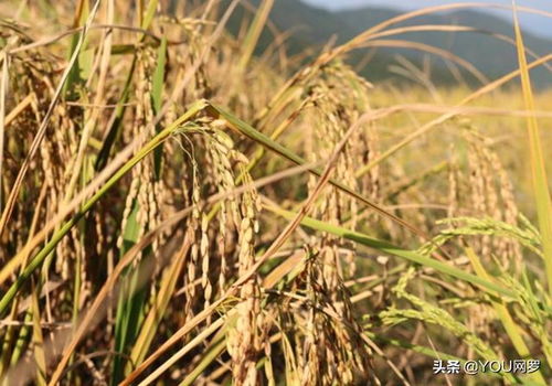雜交水稻需水量與有機(jī)稻谷種植技巧解析