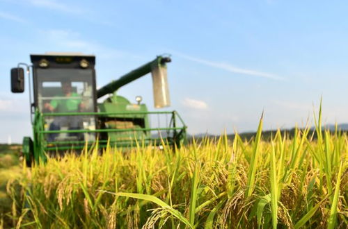 水稻種植上山方案成為笑話,專家提出的建議需要追究責(zé)任