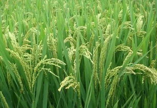 2018年水稻種植前景及價(jià)格行情分析 有機(jī)稻谷種植的研發(fā)與機(jī)遇